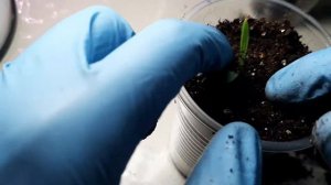 Пикировка рассады ГАЗАНИИ правильно.