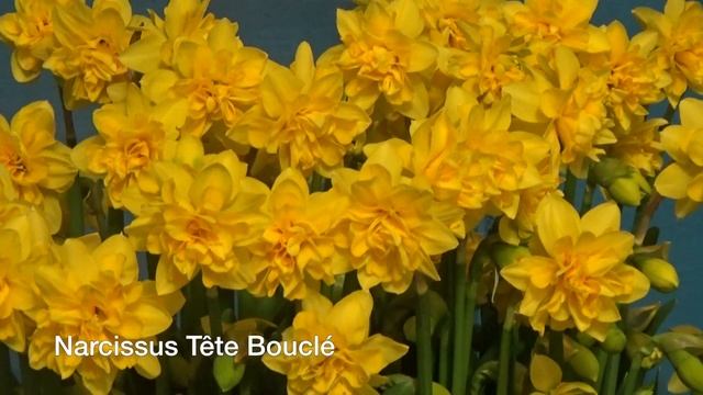 Narcissus Tête Bouclé - Narcissus Bulbs From Holland