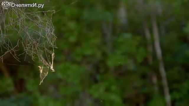 Как пауки строят дома смотреть онлайн