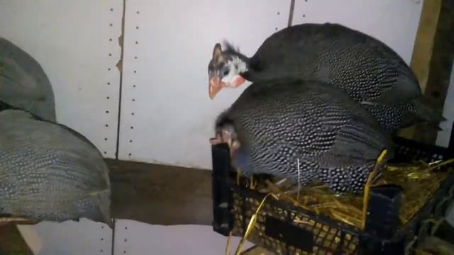 содержание цесарок в нашем хозяйстве. смотреть онлайн