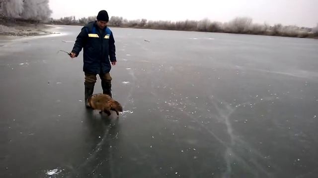 Астраханская енотовидная собака смотреть онлайн
