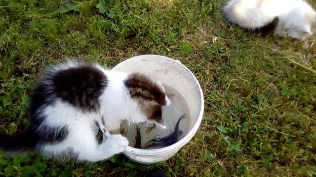 НЕ ВЕЗУЧИЙ КОТЁНОК РЫБОЛОВ смотреть онлайн