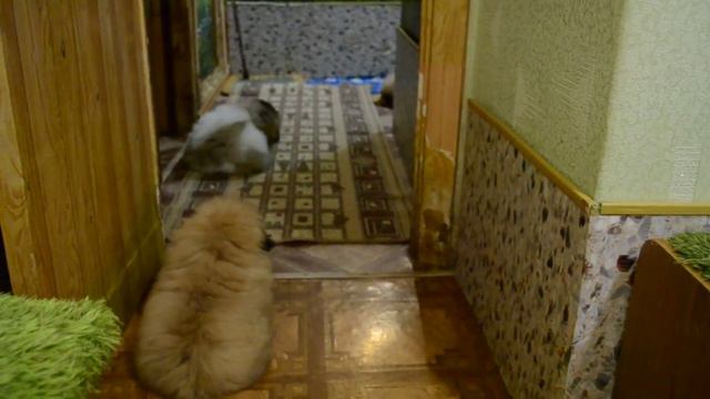 Питомник пекинесов "Савелина". Щенки на продажу смотреть онлайн