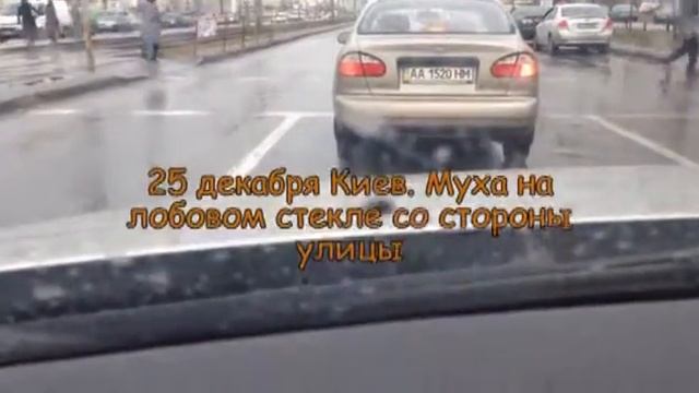 Муха на лобовом стекле в декабре смотреть онлайн