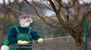 Карбамид в садоводстве – сроки и особенности применения