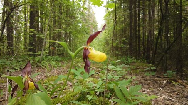 Цветение орхидей "Венерин башмачок настоящий" в Брянском лесу смотреть онлайн