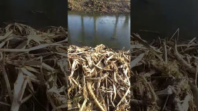 Морозное утро, первый лёд! Надина дача❤ смотреть онлайн