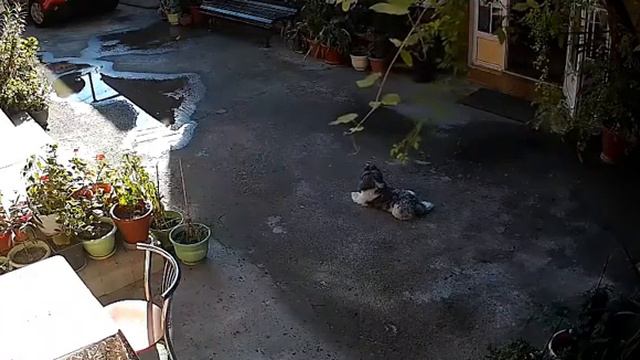 Яша наблюдает за Кларой# Адлер смотреть онлайн
