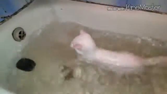 Водоплавающий кот "Тиша" смотреть онлайн
