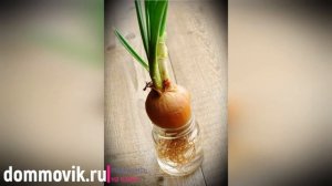 Как вырастить лук на подоконнике в воде: полезные советы