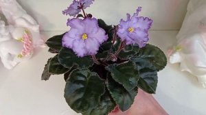 Лучшие сорта фиалок в моей коллекции. Фиалки у Алисы.