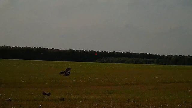 Охота на вяхиря. Как правильно стрелять вяхиря. Ч.2. С камерой ShotKam. смотреть онлайн
