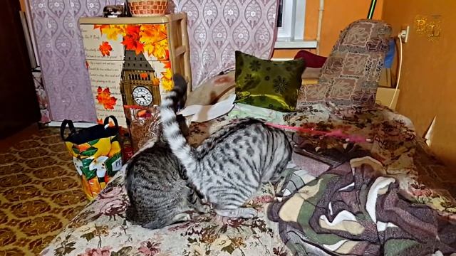 В поисках игрушки. Шотландский вислоухий кот Бонапарт. Европейская короткошерстная кошка Лиза. смотреть онлайн