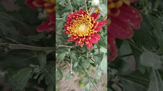 #хризантемысергиевпосад Корейская хризантема Диско (только начинает зацветать) смотреть онлайн