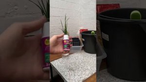 Как размножить цилиндрическую сансевиерию