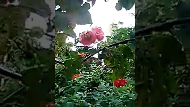 różana rabatka w moim ogrodzie