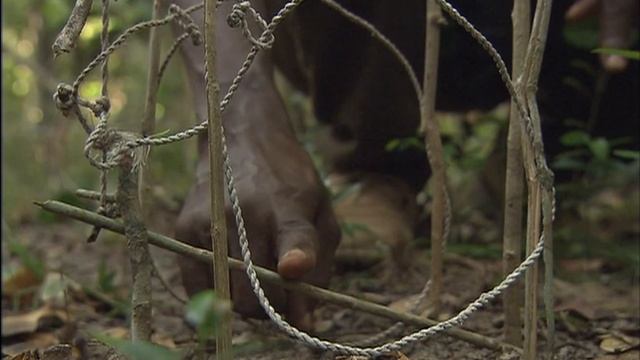 Arabuko-Sokoke Forest & Mida Creek: Treasure trove of Biodiversity смотреть онлайн