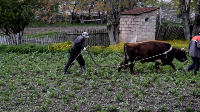 Бык пашет землю. смотреть онлайн