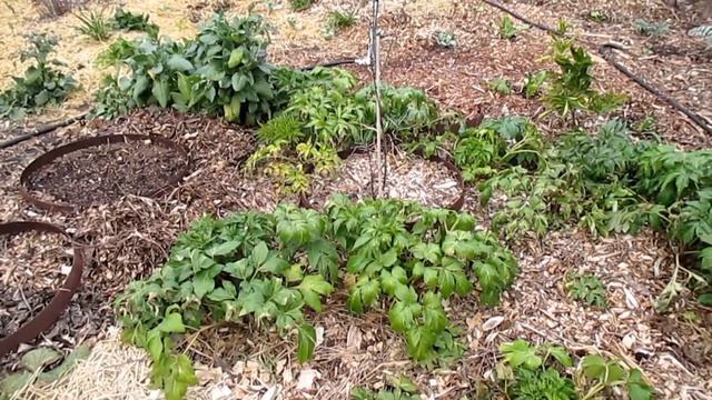 A Freeze Is Coming And My Fruit Trees Are In Bloom| (Part 3) The Results! смотреть онлайн