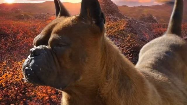 🔴 Chongqing dog смотреть онлайн