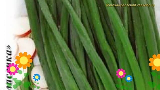 Лук батун Изумрудный (Лук батун). Краткий обзор, описание характеристик, где купить семена állium смотреть онлайн