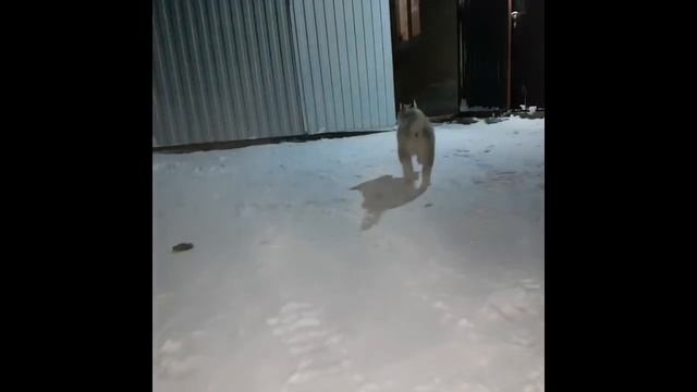 СНЕГОХОД. ЛАККИ (ХАСКИ) VS КАКАШКА. #4 смотреть онлайн