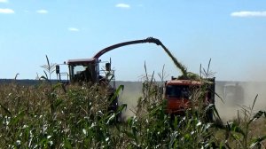 Уборка кормовой кукурузы на полях ПЗ "Пролетарий"