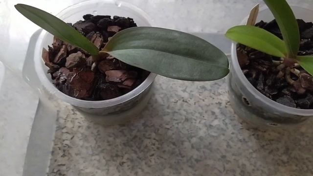 Полив, уход за орхидеями 25.09.2022г.???