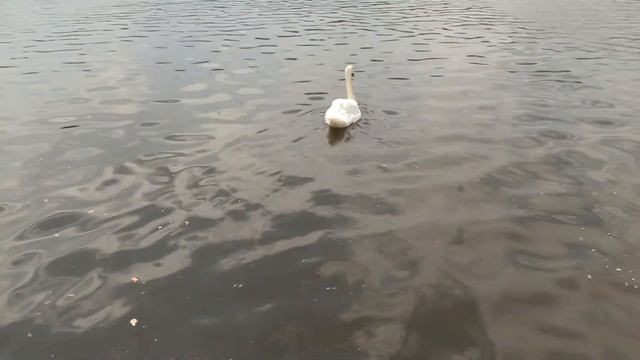 ОДИНОКИЙ ЛЕБЕДЬ. ДНЕСТР (Swans. Dnister River (Dniester). Ukraine) смотреть онлайн