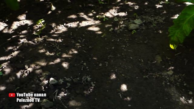 СКРУЧИВАЮТСЯ ЛИСТЬЯ У ТОМАТОВ?! ИСПРАВИТЬ ЭТО ПРОЩЕ ПРОСТОГО смотреть онлайн