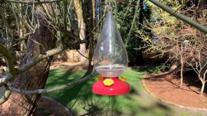 Как правильно кормить колибри, как приготовить корм для колибри