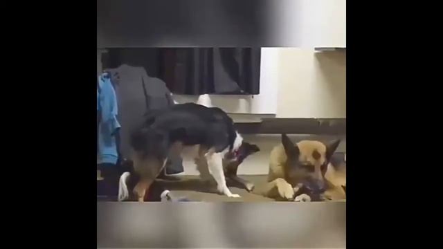 Добрые поступки, смешные животные 2018 Kind Deeds, Funny Animals