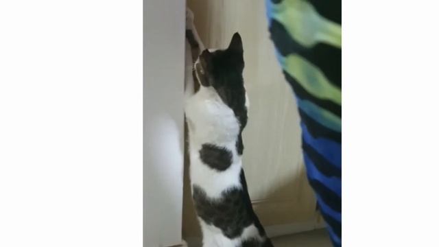 Cat Sweety's playing mood turns as hunting mood ??? смотреть онлайн