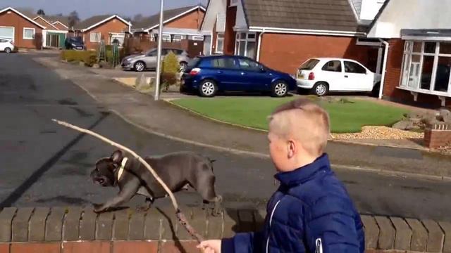 Французкий Бульдог Скай смотреть онлайн