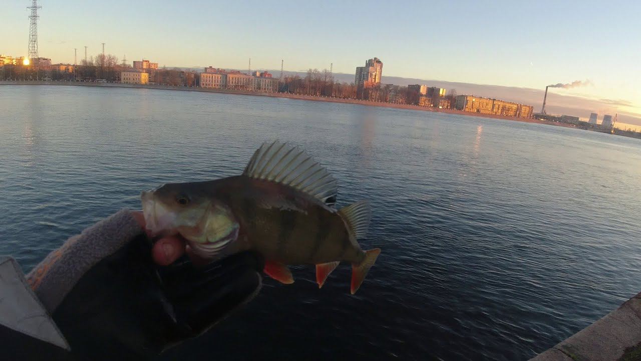 #296 #Streetfishing | Окунь и ротан в Ноябре |