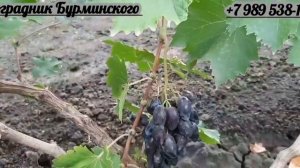ГФ. Винограда ПОДАРОК БЕЛОРУССИИ (Калугин В.М.).