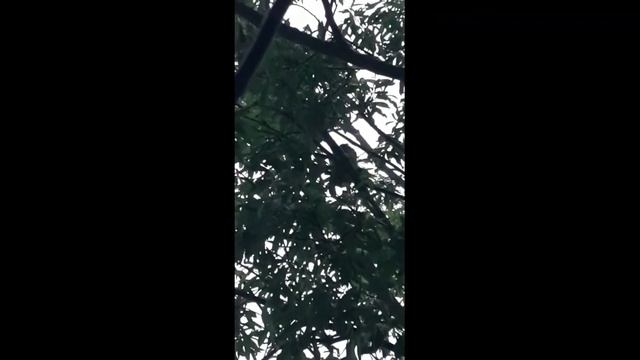 Пищащие в ночи