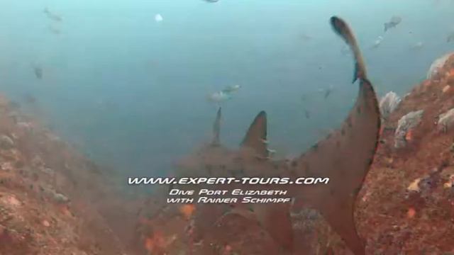 Haitauchen Südafrika, Expert-Tours Port Elizabeth смотреть онлайн