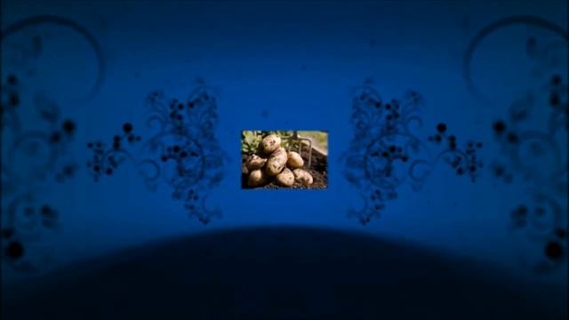 Картошка уродилась мелкой_ 5 причин из-за которых такое обычно происходит