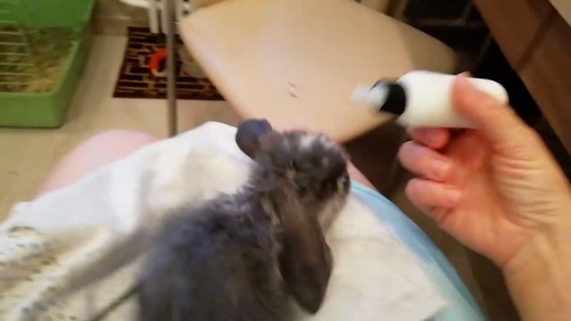 Искуственное вскармливание крольчат. Подводим предварительные итоги#нам 1 месяц#растем смотреть онлайн