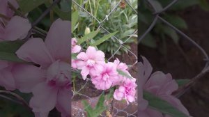 калистегия-первогодок