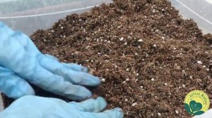 Субстрат для ПЕЛАРГОНИЙ. Проверенный и надежный.