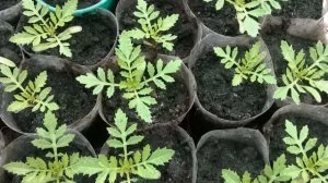 КАК ЛУЧШЕ СЕЯТЬ БАРХАТЦЫ – В ОТКРЫТЫЙ ГРУНТ ИЛИ НА РАССАДУ