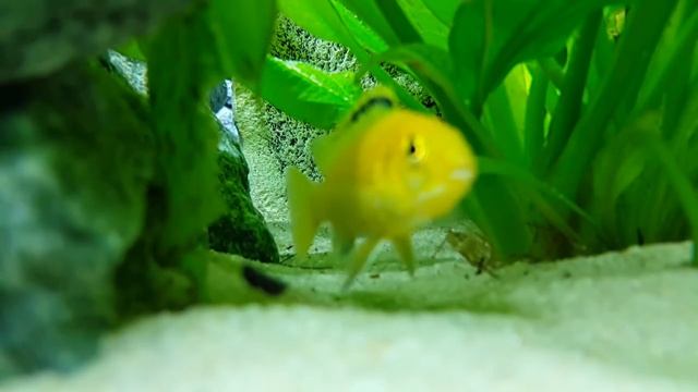 Labidochromis Caeruleus yellow смотреть онлайн