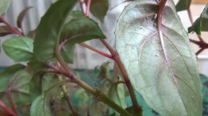 Белокрылка на комнатных растениях.