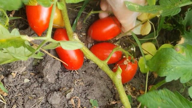 Низенький сорт помідорів Челнок смотреть онлайн