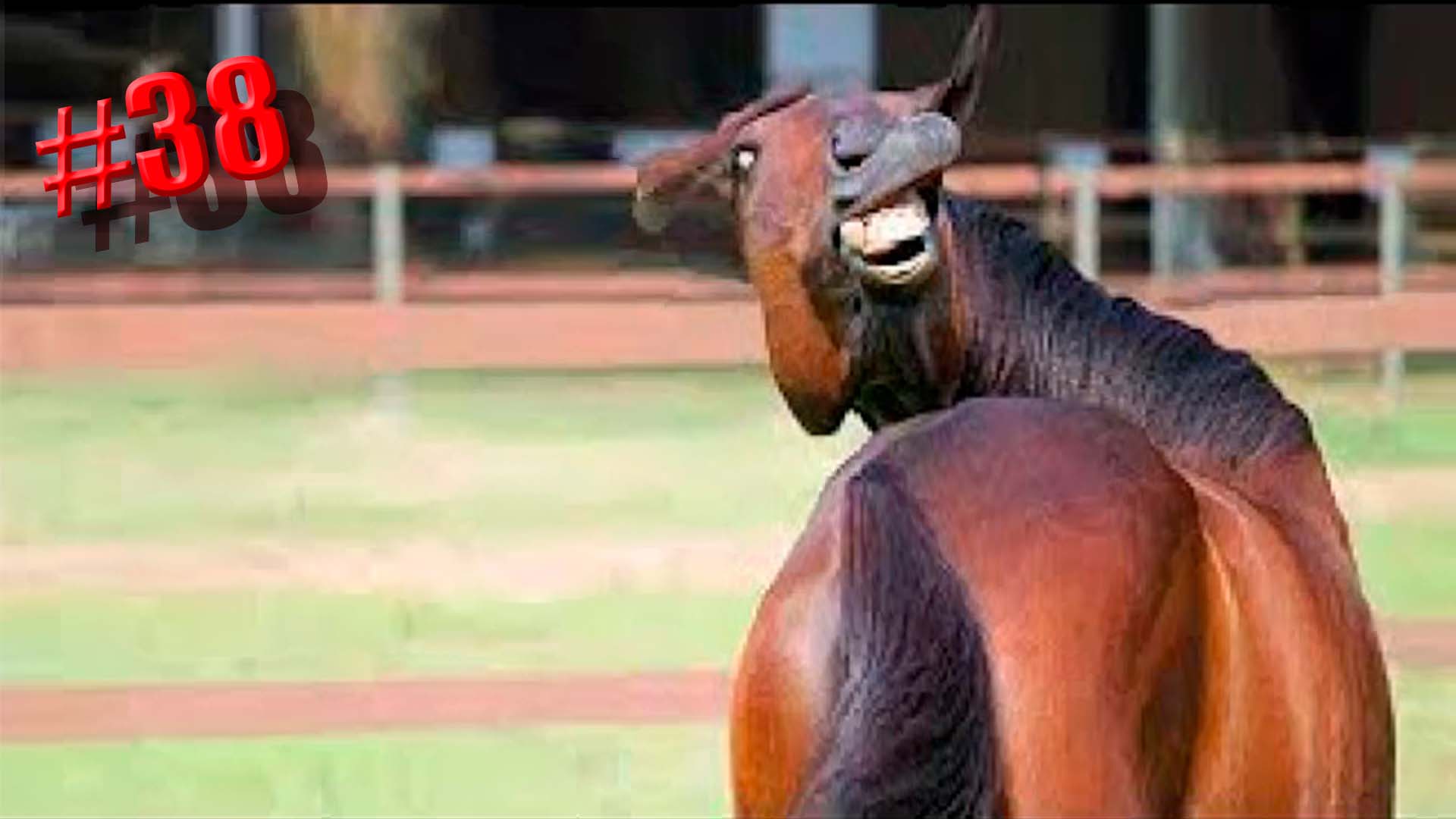 517 секунд Смеха ?? Смешных моментов | Милые котики Приколы с котами ?? Смешные коты #38 смотреть онлайн