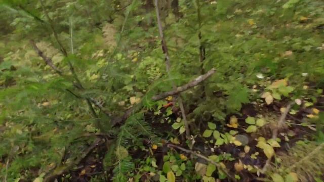 Грибы лезут и лезут. Тихая охота 10.09.2023 года смотреть онлайн