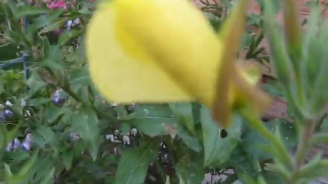 Энотера смотреть онлайн