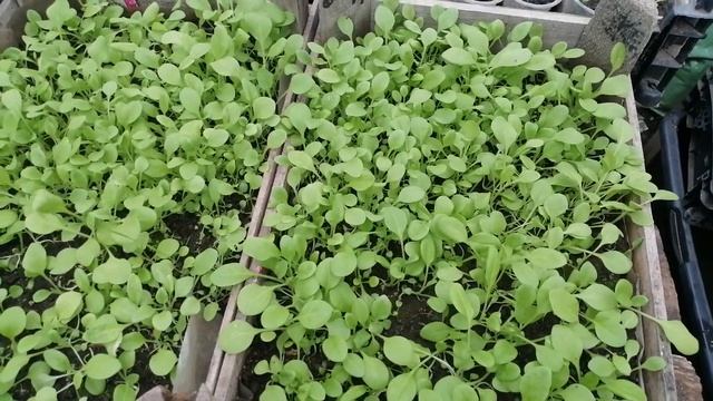 Когда пикировать рассаду?. И что я увидела на просторах интернета. смотреть онлайн